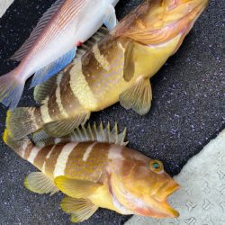 あみや渡船 JIGBOY 釣果