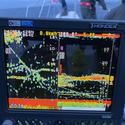 遊漁船ブルーウッズ 釣果