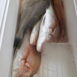 第二八坂丸 釣果