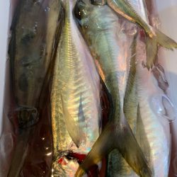 愛海丸 釣果