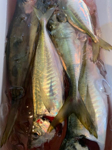 愛海丸 釣果