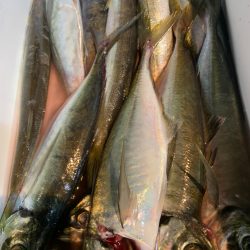 愛海丸 釣果