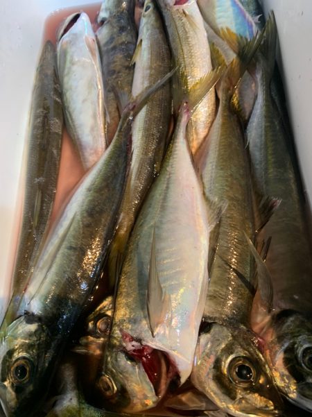 愛海丸 釣果