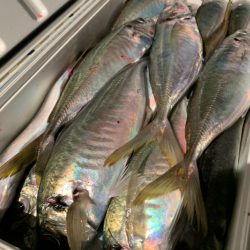 愛海丸 釣果
