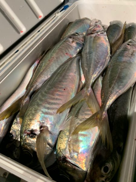 愛海丸 釣果