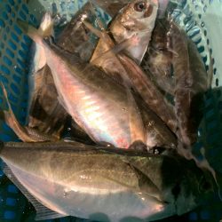 愛海丸 釣果