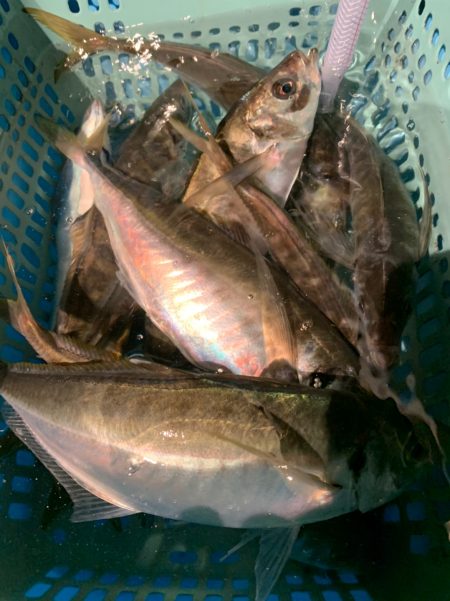 愛海丸 釣果
