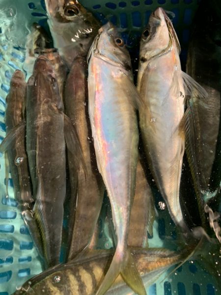 愛海丸 釣果