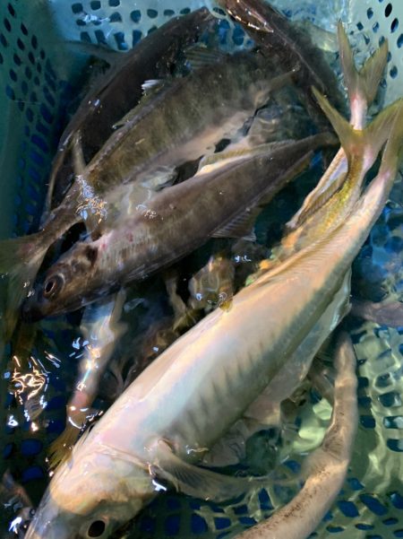 愛海丸 釣果