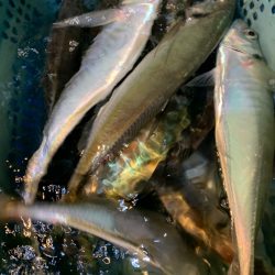 愛海丸 釣果