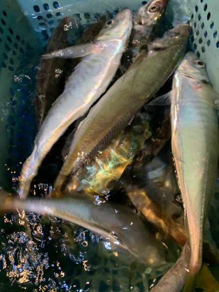 愛海丸 釣果
