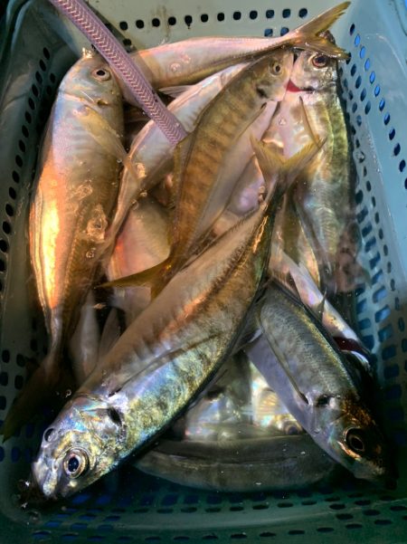 愛海丸 釣果