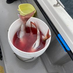 遊漁船ブルーウッズ 釣果