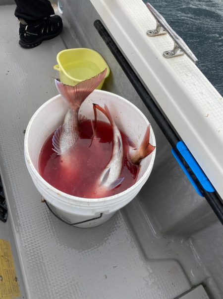 遊漁船ブルーウッズ 釣果