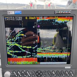 遊漁船ブルーウッズ 釣果