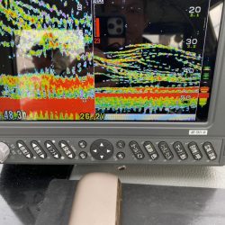 遊漁船ブルーウッズ 釣果