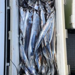 フィッシング キッタカ 釣果