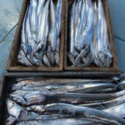 岡田釣船 八英丸 釣果