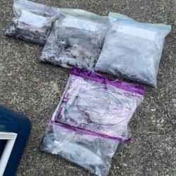 あみや渡船 JIGBOY 釣果