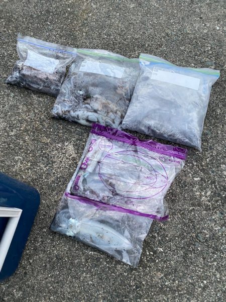 あみや渡船 JIGBOY 釣果