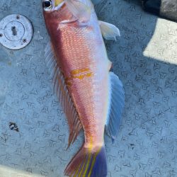 あみや渡船 JIGBOY 釣果