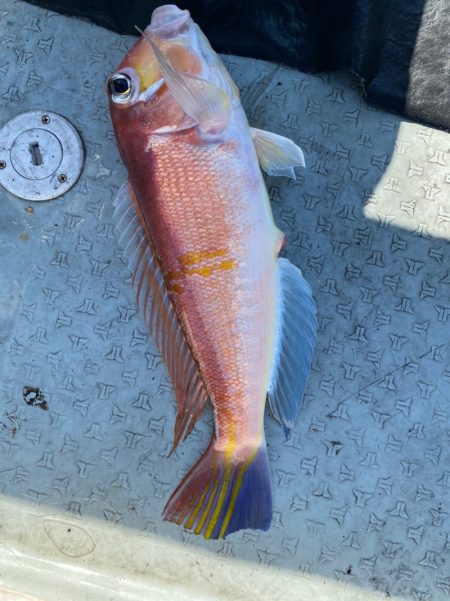 あみや渡船 JIGBOY 釣果