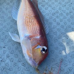 あみや渡船 JIGBOY 釣果