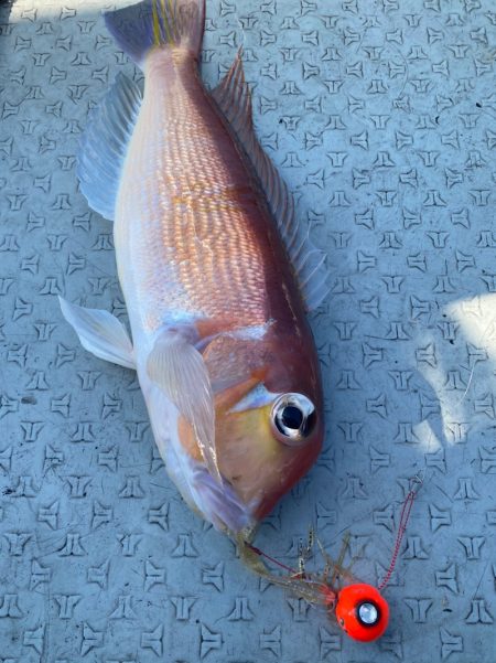 あみや渡船 JIGBOY 釣果