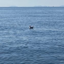 遊漁船高橋 釣果