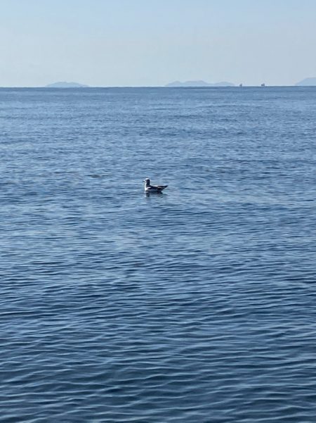 遊漁船高橋 釣果