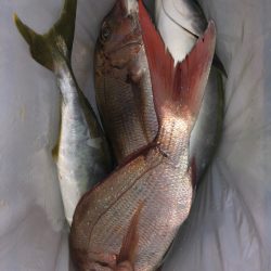 第二八坂丸 釣果