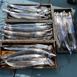 岡田釣船 八英丸 釣果