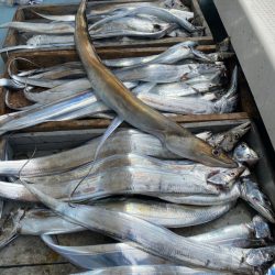 岡田釣船 八英丸 釣果