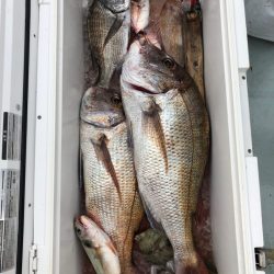 フィッシング キッタカ 釣果