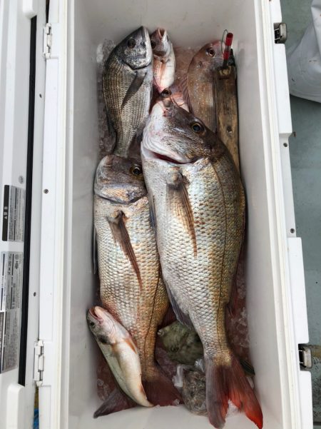 フィッシング キッタカ 釣果