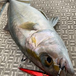 龍神丸（鹿児島） 釣果