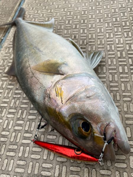 龍神丸（鹿児島） 釣果