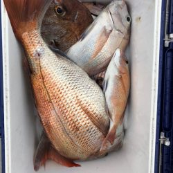 フィッシング　キッタカ 釣果