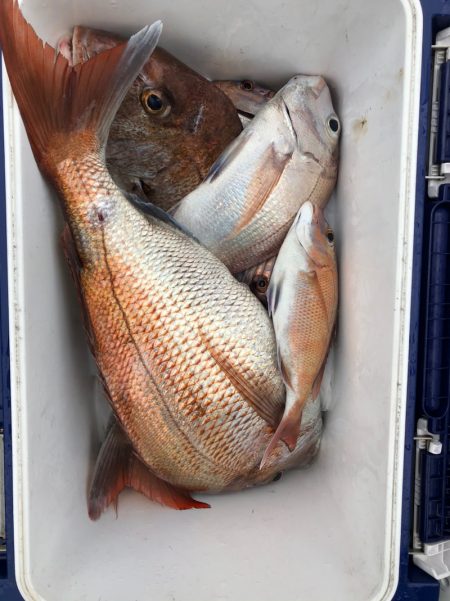 フィッシング　キッタカ 釣果