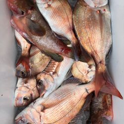 フィッシング　キッタカ 釣果