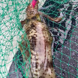 あみや渡船 JIGBOY 釣果