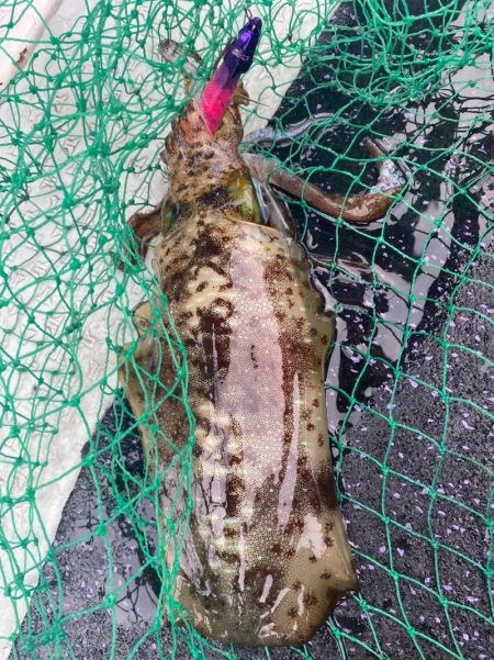 あみや渡船 JIGBOY 釣果