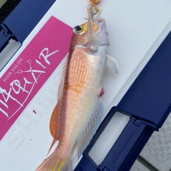 あみや渡船 JIGBOY 釣果