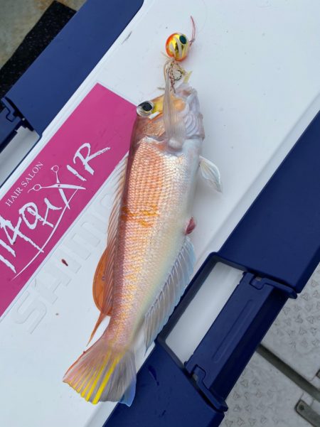 あみや渡船 JIGBOY 釣果