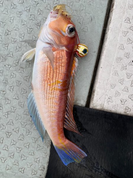 あみや渡船 JIGBOY 釣果