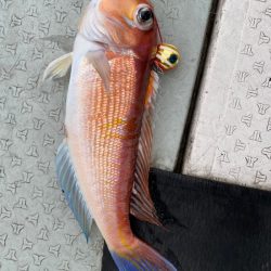 あみや渡船 JIGBOY 釣果