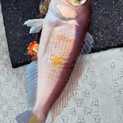 あみや渡船 JIGBOY 釣果