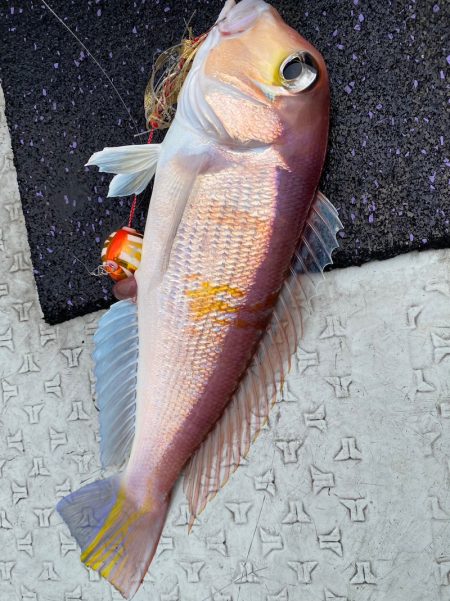 あみや渡船 JIGBOY 釣果