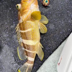 あみや渡船 JIGBOY 釣果