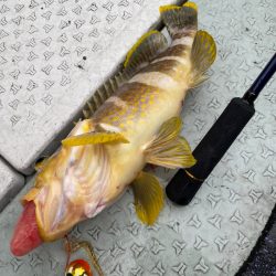 あみや渡船 JIGBOY 釣果